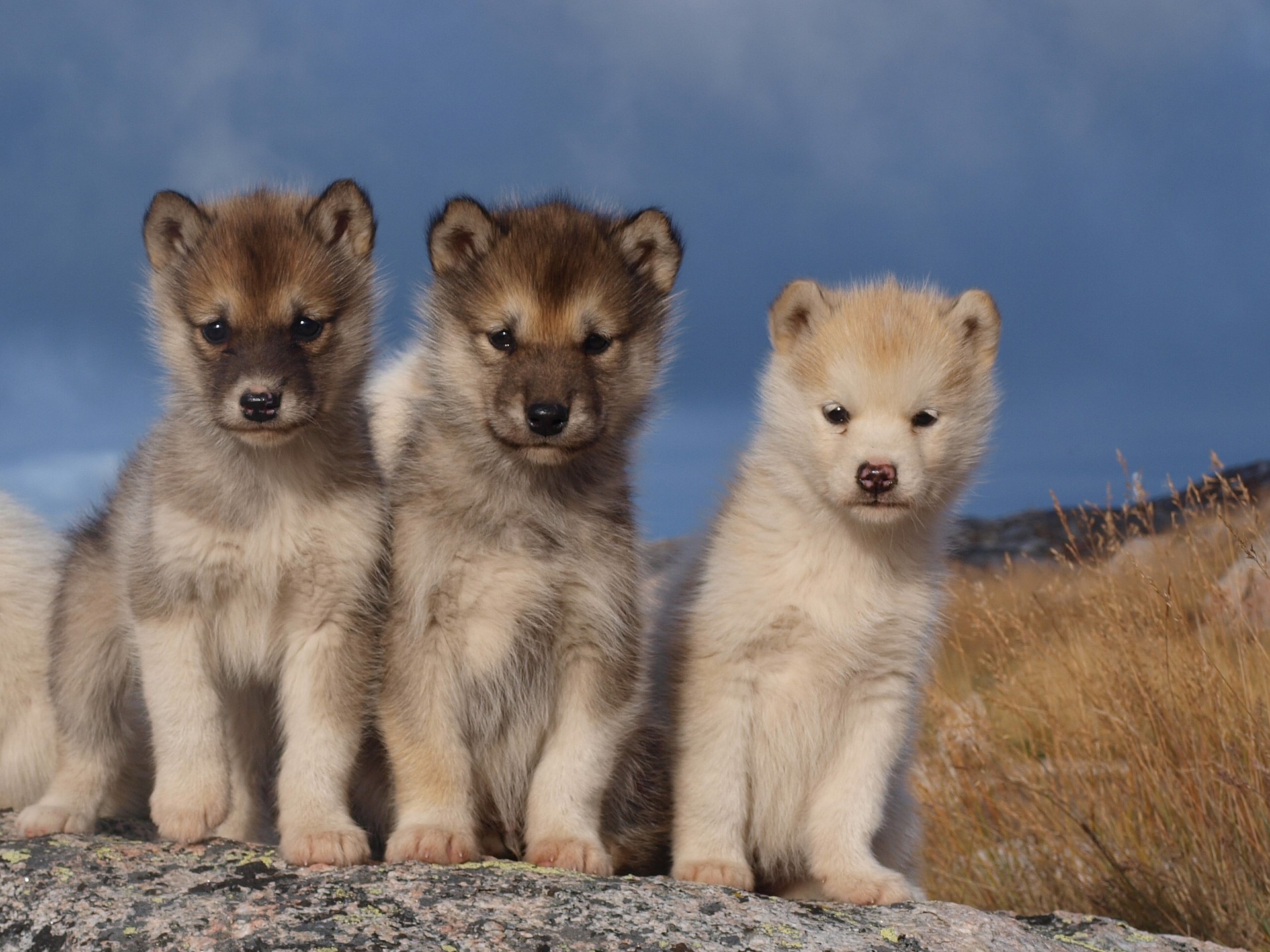 Iditarod Puppies