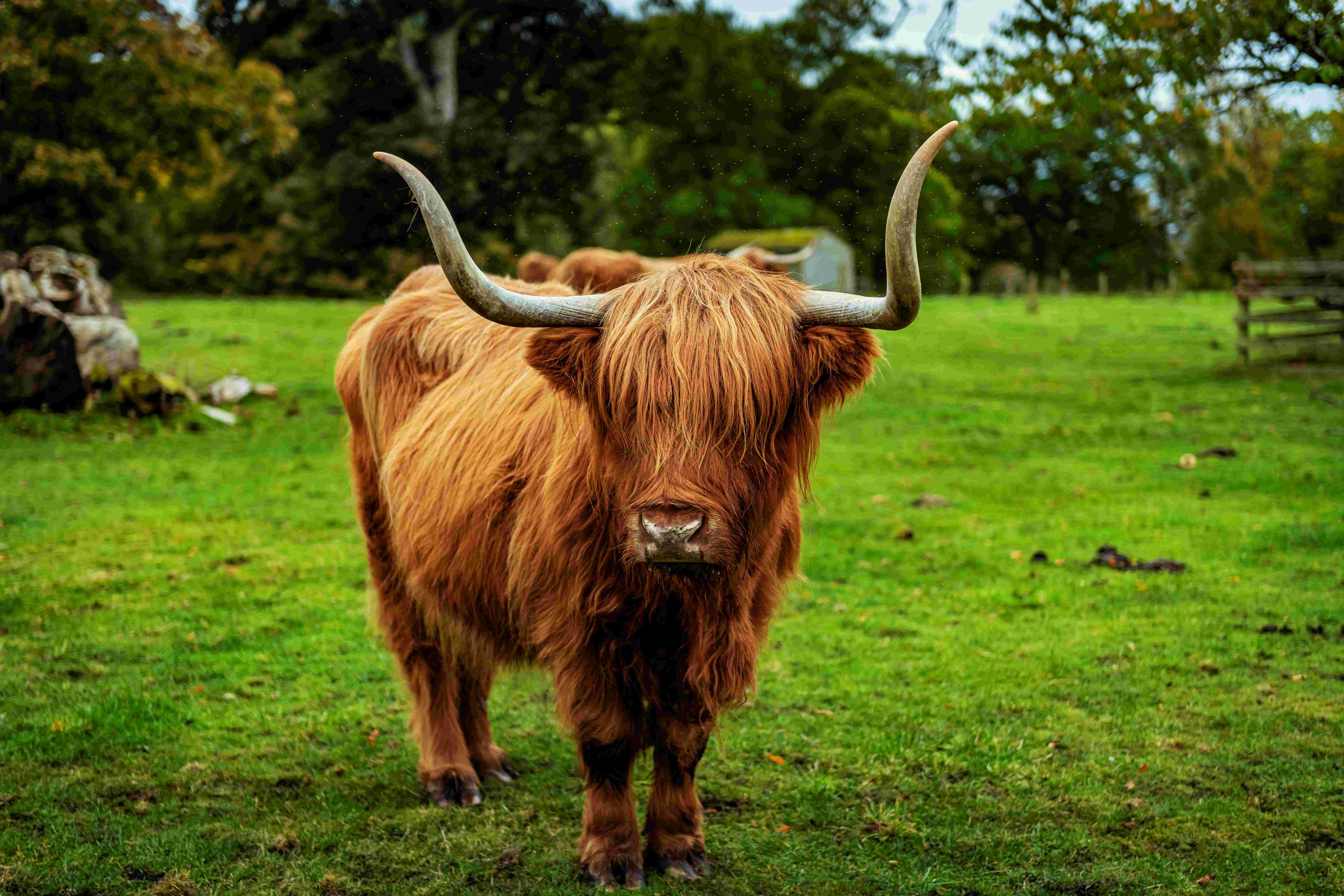 Scotland cow