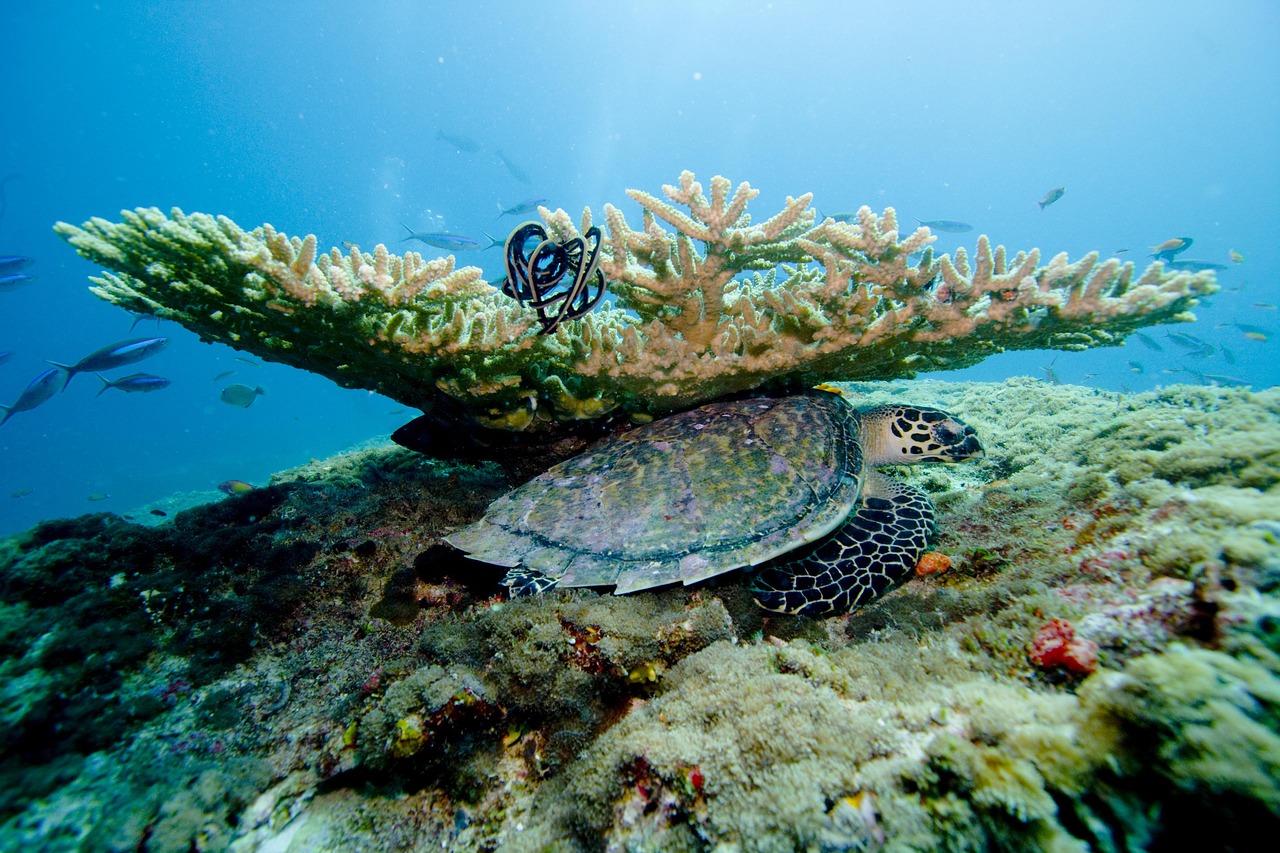 Coral Reef