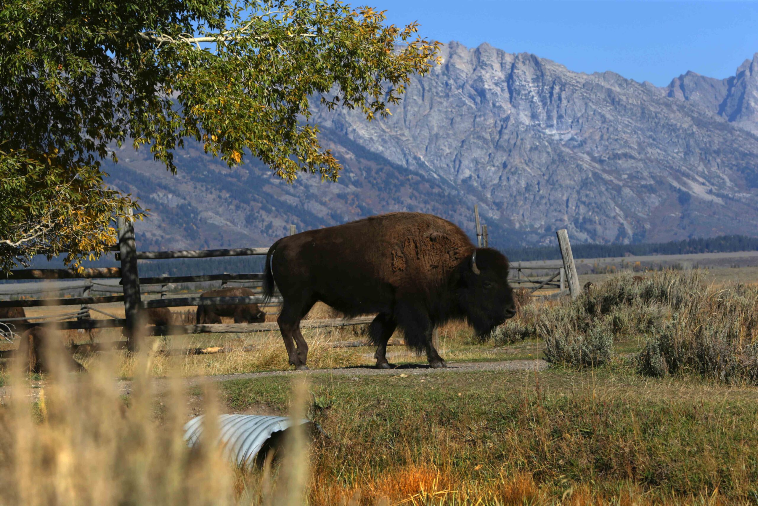 Image-GrandTetons-small
