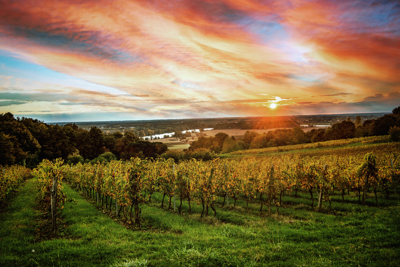 FR_Bordeaux_vineyard at sunrise_autumn_StockGet_1281585522_Edit